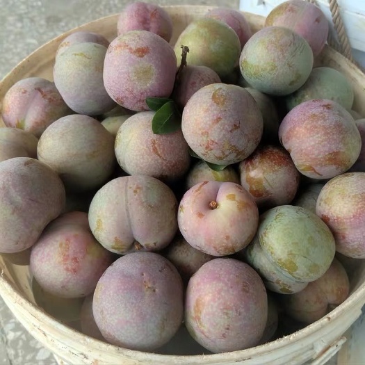 昆明新鲜上架【坏损包赔包邮】三华李新鲜脆甜活动一件代发