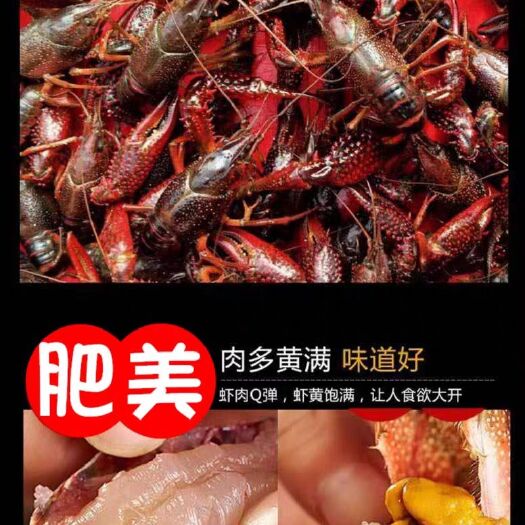 潜江市湖北潜江小龙虾原产地直供