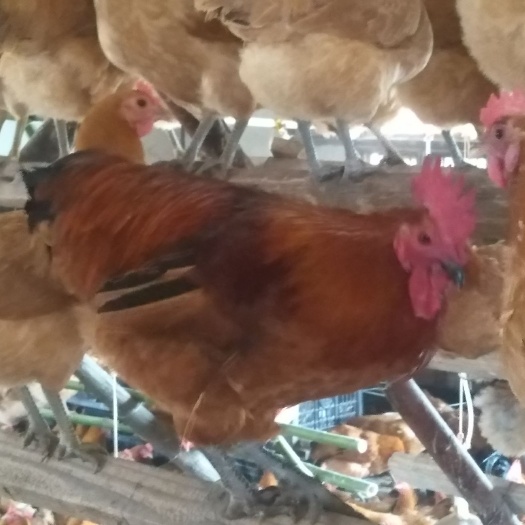 枣阳市 青脚淮南王土鸡苗