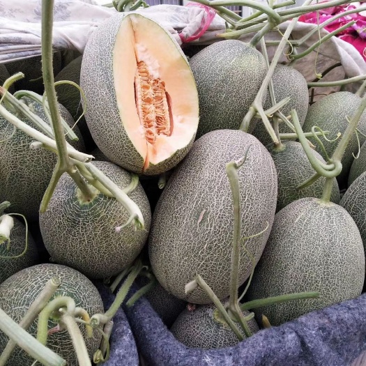 滑县西州蜜 甜瓜