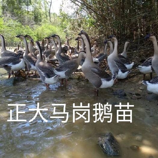 南宁 阳江鹅苗  杂交鹅苗包打疫苗 包邮 正规孵化