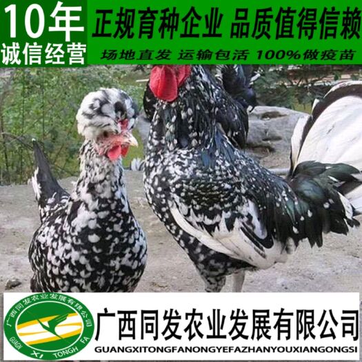 钦州 贵妃鸡苗