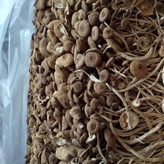 古田县五号茶树菇，优质茶树菇十斤批，一手货源，常年供应，货量充足