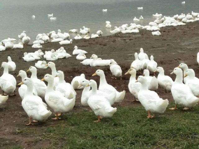 南宁 白鸭苗