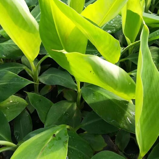 灵山县 威廉斯香蕉苗，粉焦苗，红蕉苗B6焦苗带杯发货纯正品种包邮