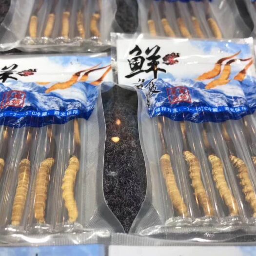 康定市 高山鲜虫草上市啦