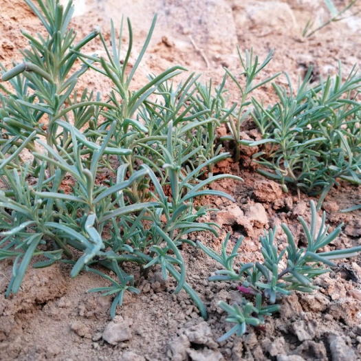 东营市特产黄须菜，黄席菜，碱蓬草