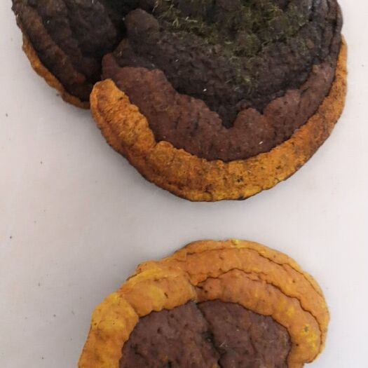 饶河县 批发零售，杨树桑黄，暴马桑黄，松树桑黄，以及各种菌类药材等