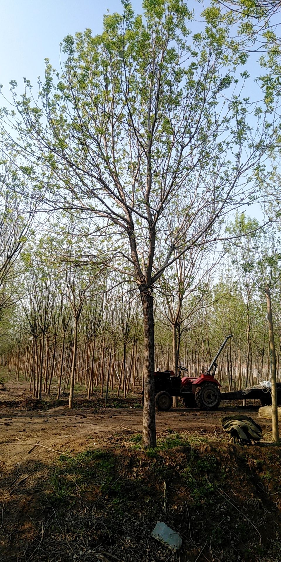 老式白蜡 3.5~5米