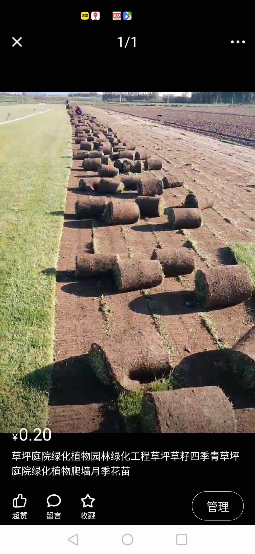  草坪基地草坪销售庭院绿化植物园林用品苗木供应庭院植物