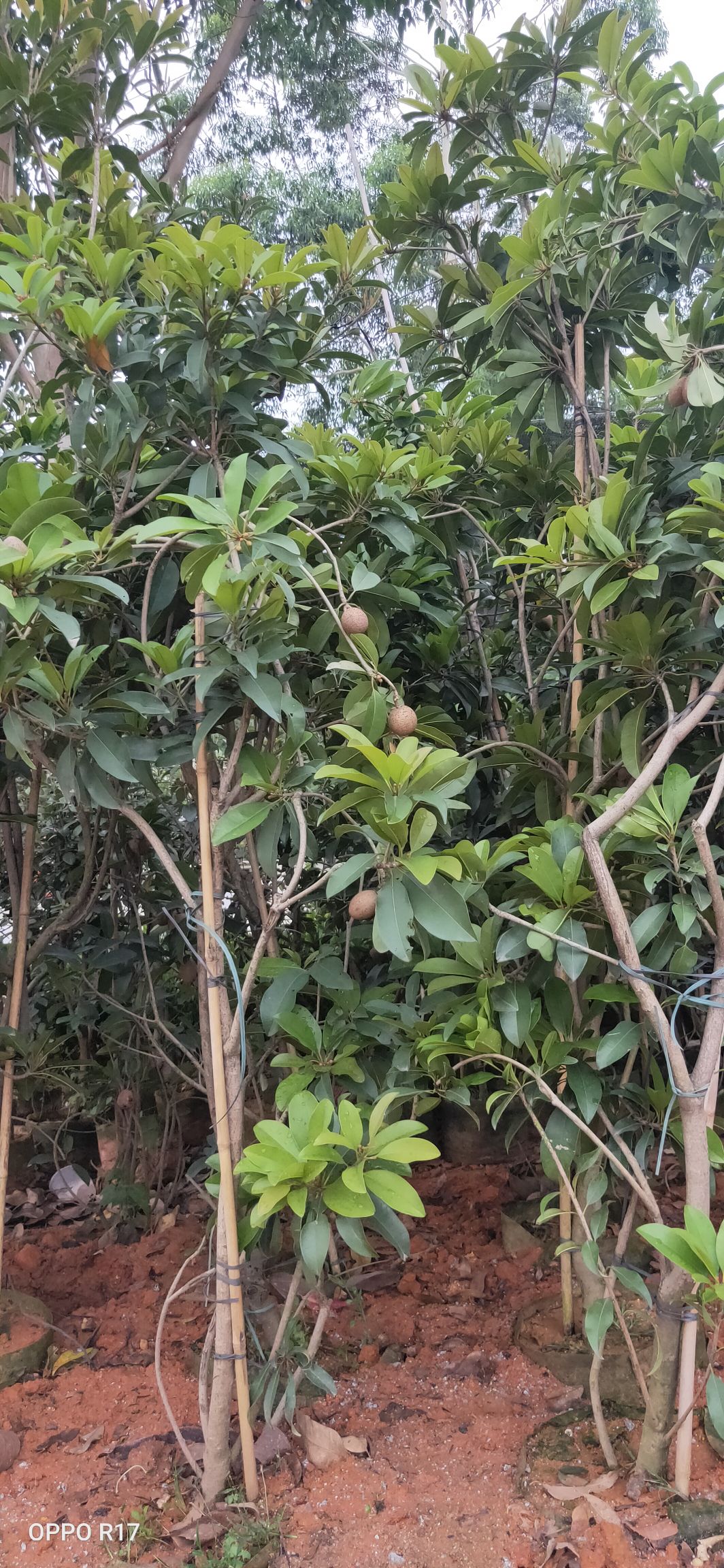 人心果树苗  包邮精品【广西灵山人心果】杯苗/直销