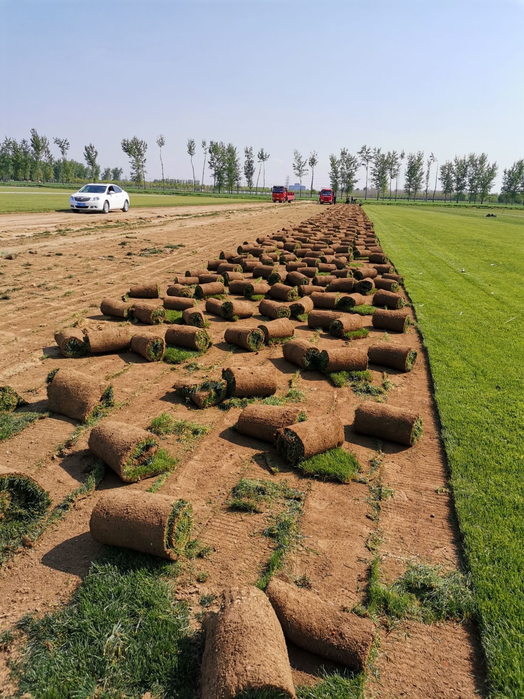  草坪基地草坪销售庭院绿化植物园林用品苗木供应庭院植物