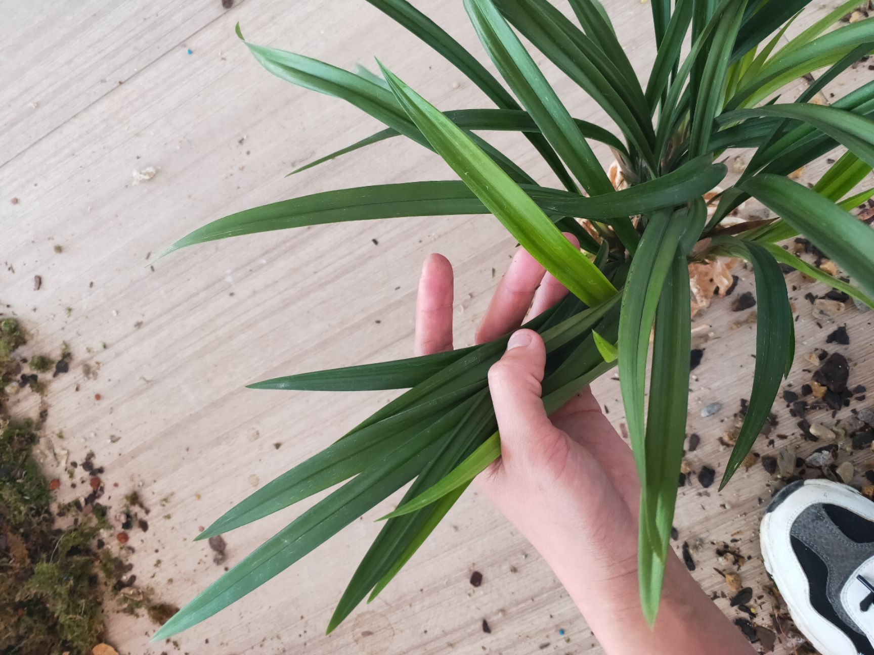 兰花建兰青山玉泉四季兰勤芽勤花室内绿植盆栽