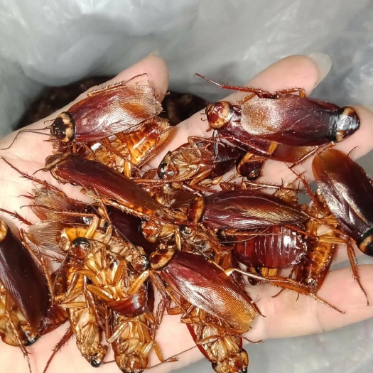 南宁美洲大蠊  烤箱烘干个头完整