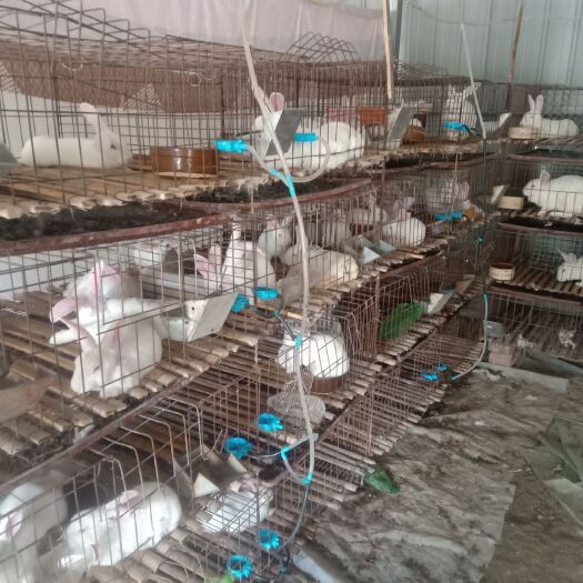 兰考县 出售肉兔