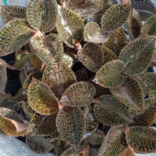 基地直发优质套袋金线莲种苗