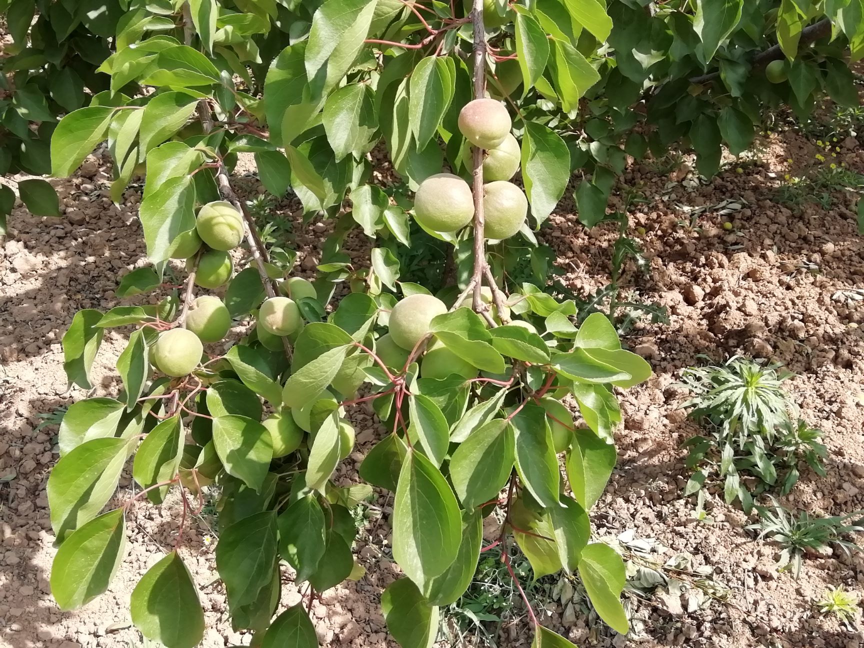  陕西省西咸新区1500亩连片种植的红杏即将成熟上市