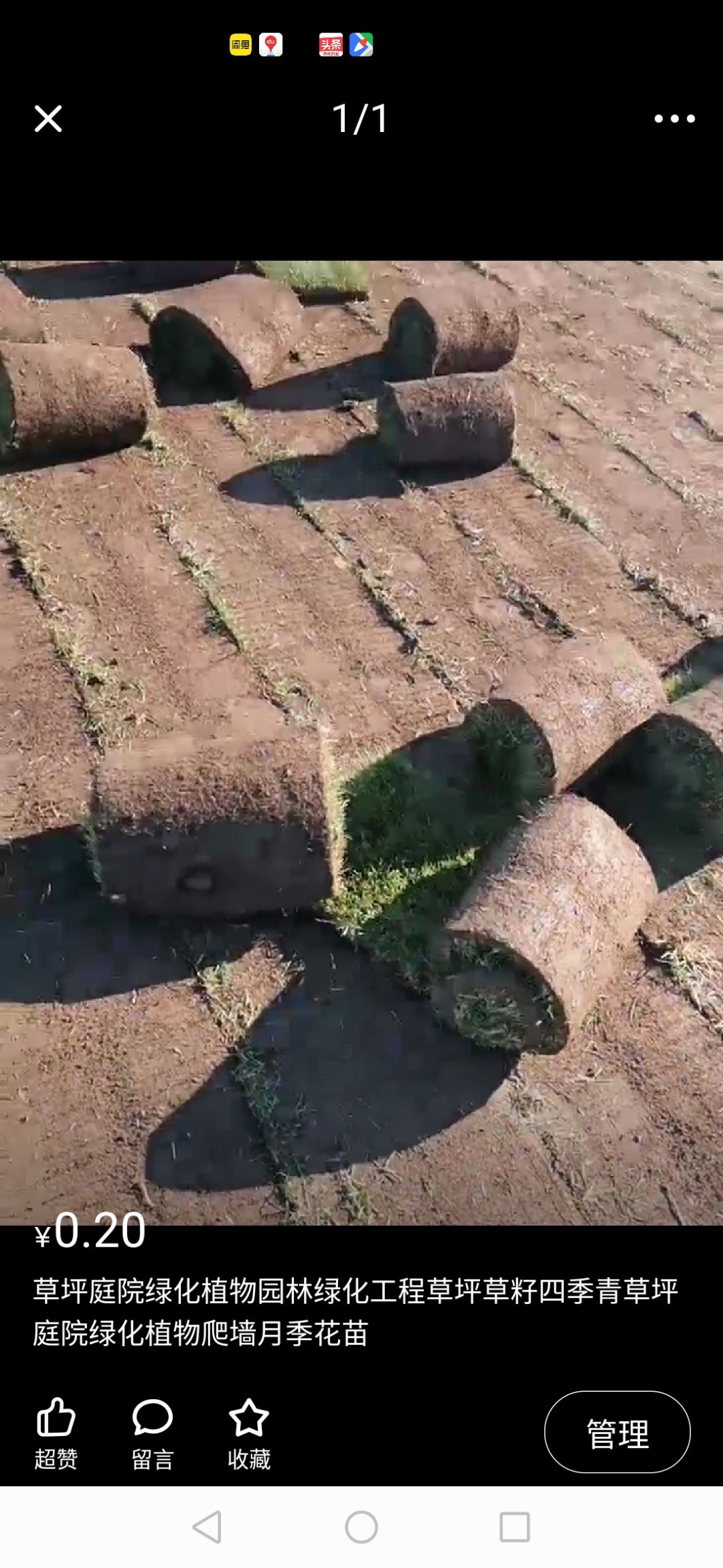 护坡草种子 基地直销草籽包发芽早熟禾高羊茅护坡草坪四季常青草坪草种