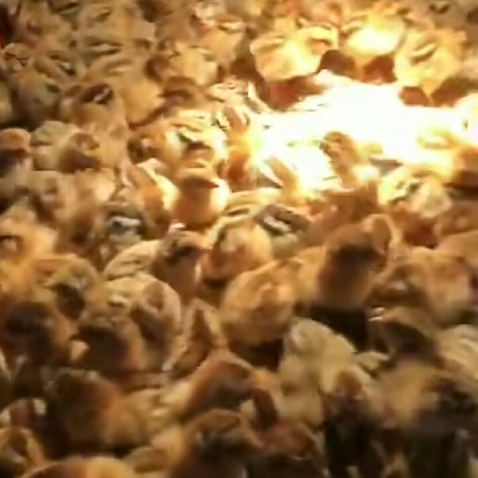 南宁红瑶鸡苗 常年供应各种鸡鸭鹅苗