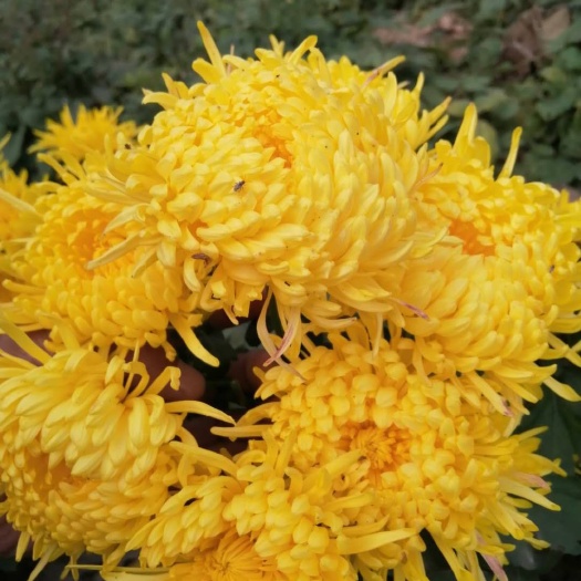 金丝皇菊苗  国内包邮，金丝黄，婺源菊，北京菊，苏北菊，贡菊