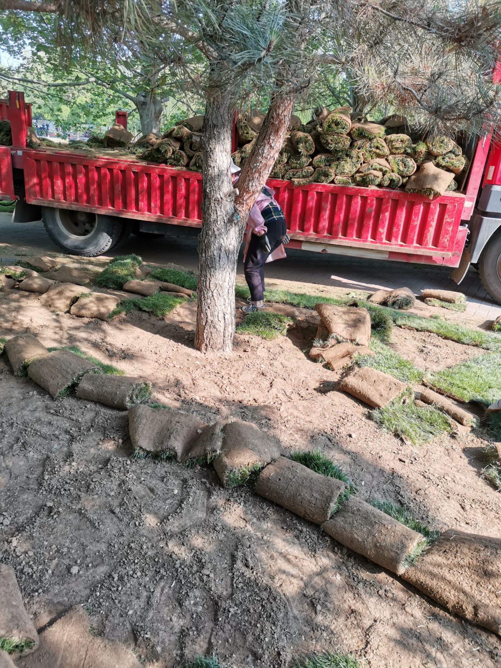  草坪基地草坪销售庭院绿化植物园林用品苗木供应庭院植物