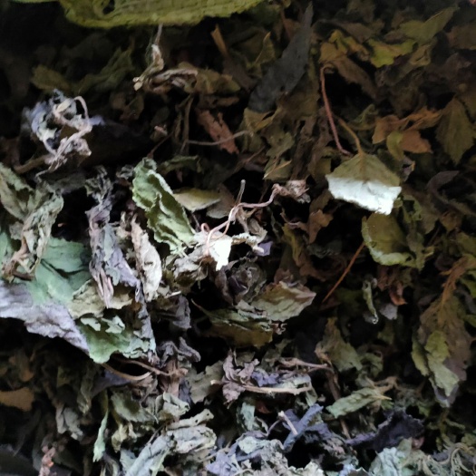 临泉县新鲜紫苏  自家种植加工绿色无公害紫苏，有无公害检测报告