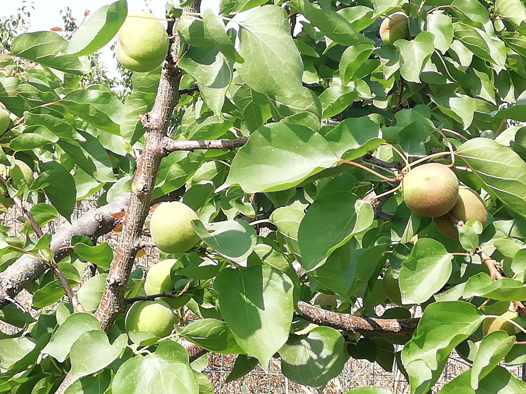  陕西省西咸新区1500亩连片种植的红杏即将成熟上市