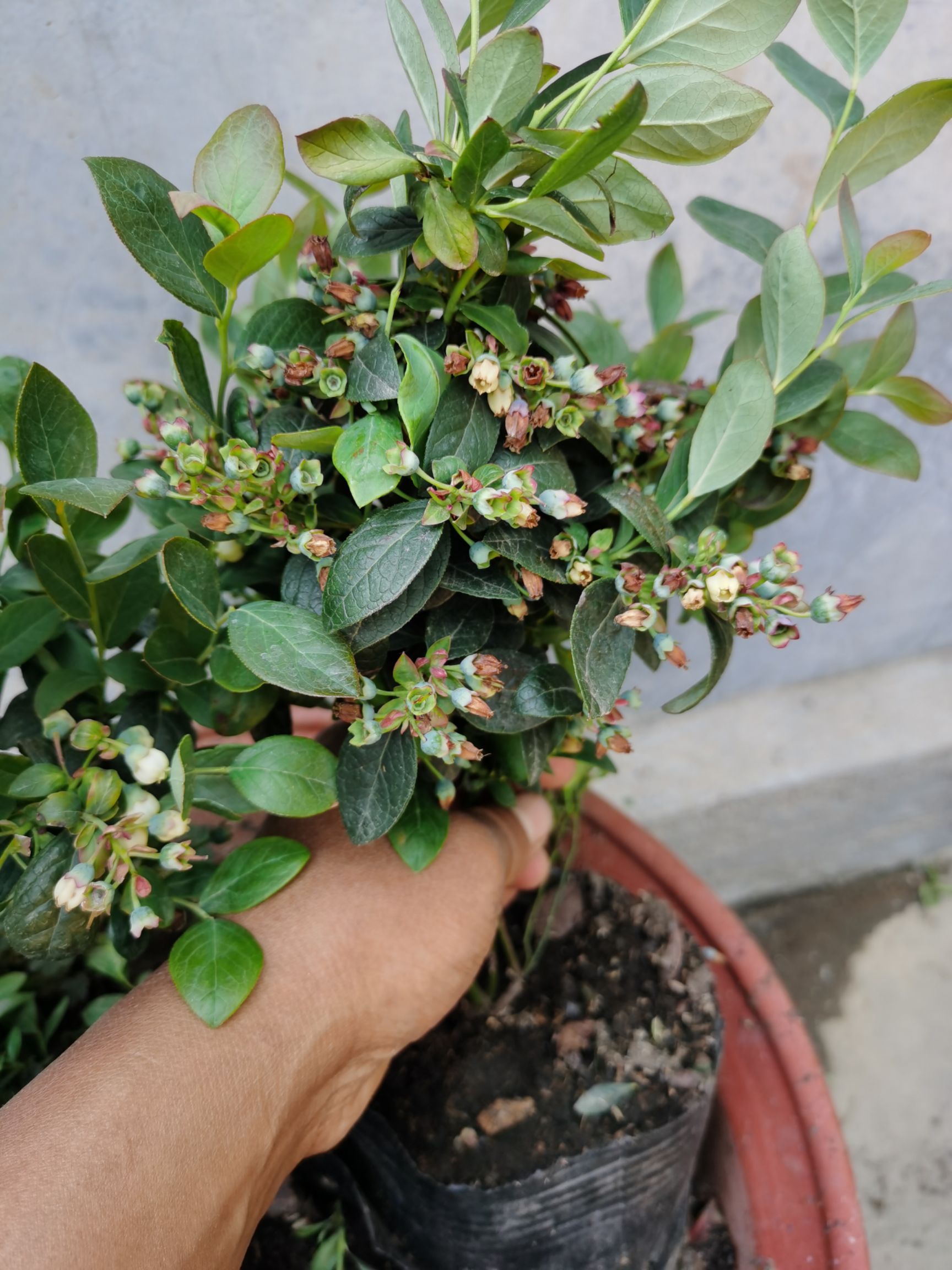 南高丛蓝莓苗  适合南北方栽培篮莓新品种，现场起苗发货。品种多，营养杯苗。