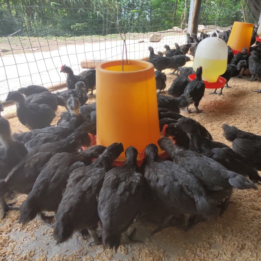 垫江乌骨鸡苗 脱温快大乌黑鸡