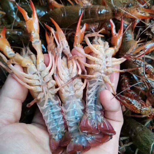洪湖市洪湖清水小龙虾，青虾大量上货，原产地货发全国
