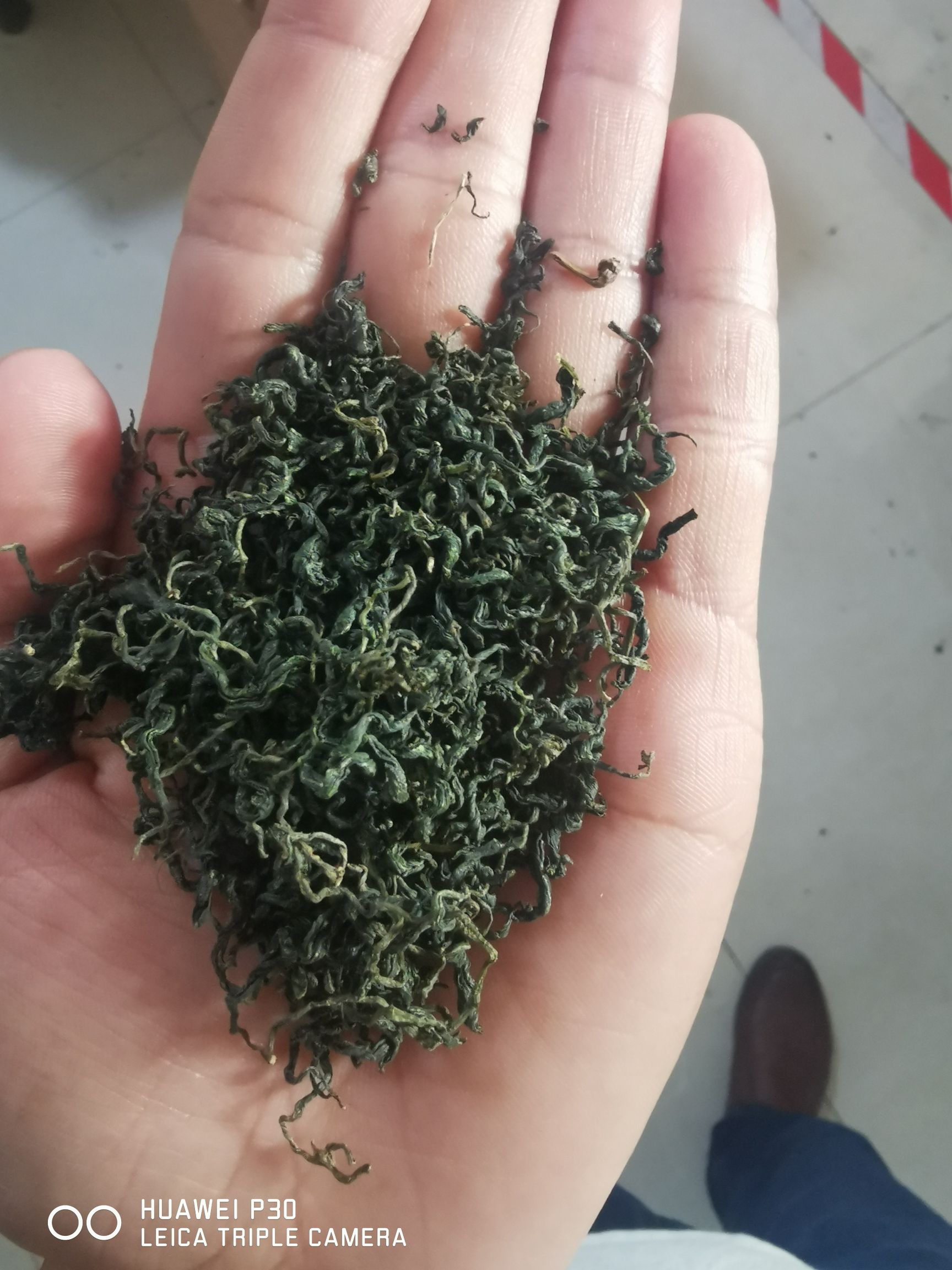 其它全草类  绞股蓝