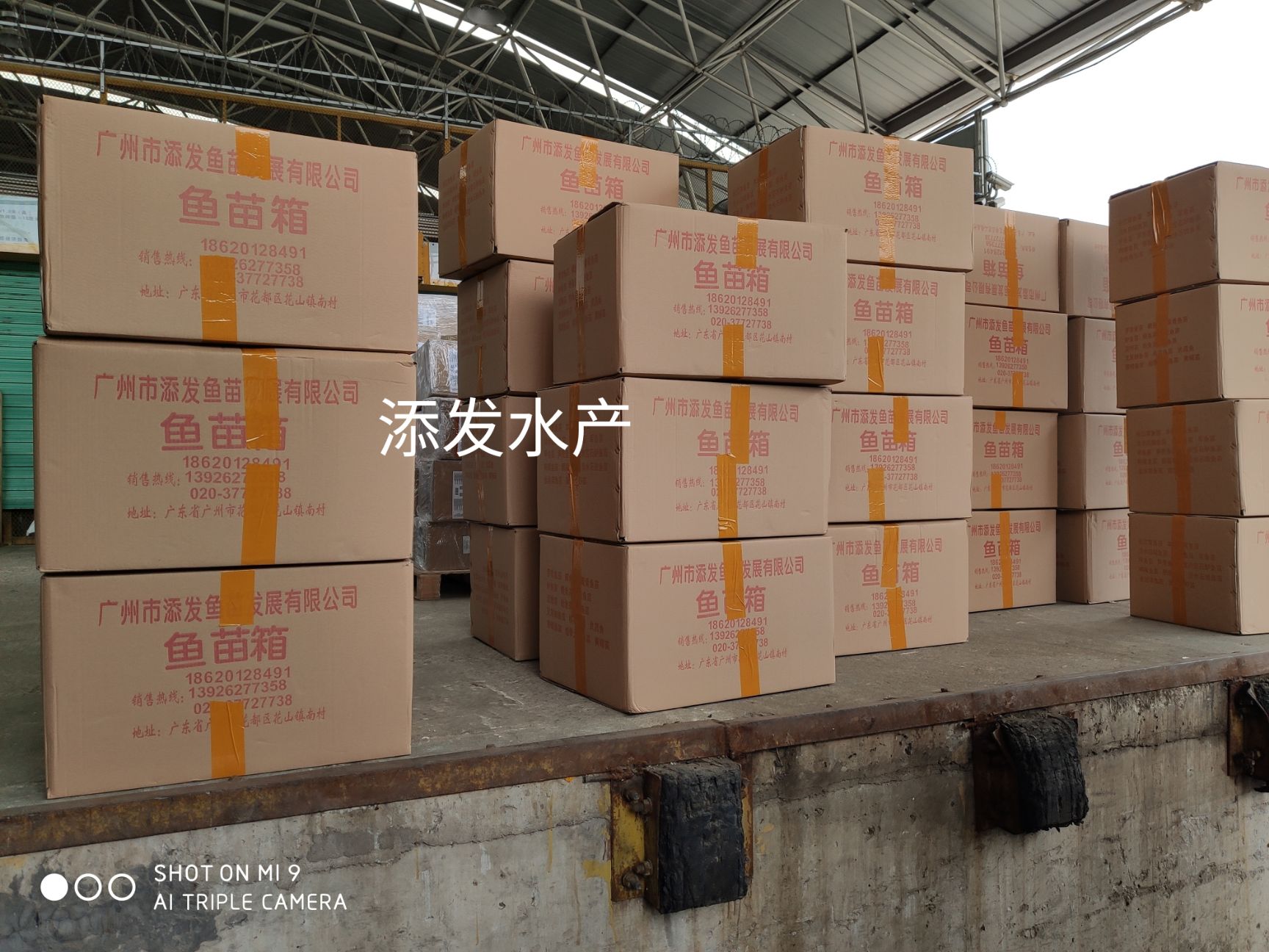  鱼苗批发 湘云鲫鱼苗 工程鲫鱼苗 量大价优