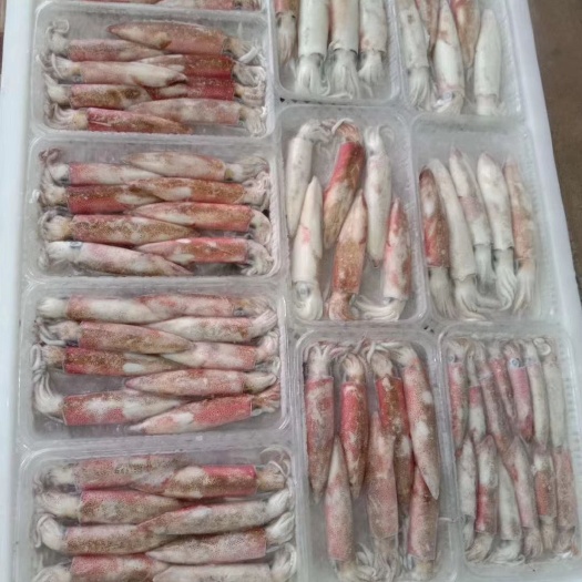 北海北部湾鱿鱼 看图说话