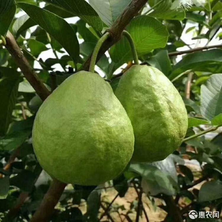  供应红心芭乐、番石榴