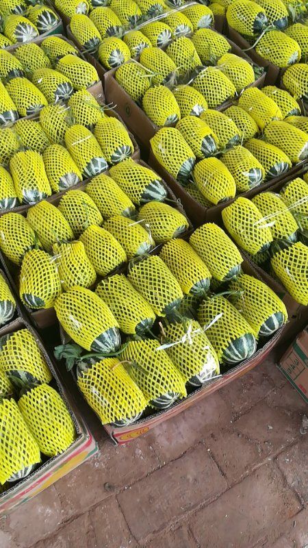 青县青县甜瓜大量上市  批发代购各种甜瓜