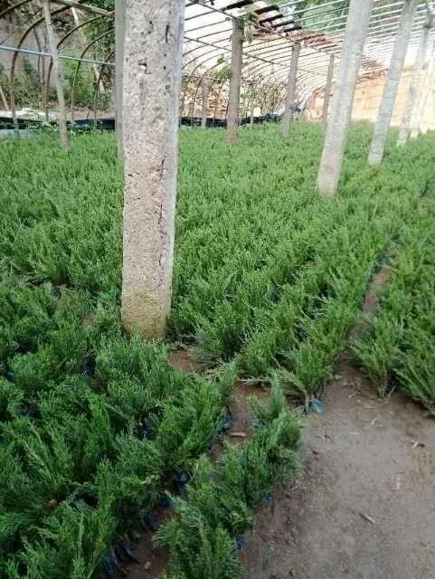 泰安小龙柏 稼接龙柏床苗