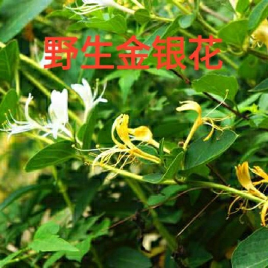 阳新县金银花苗，干花
