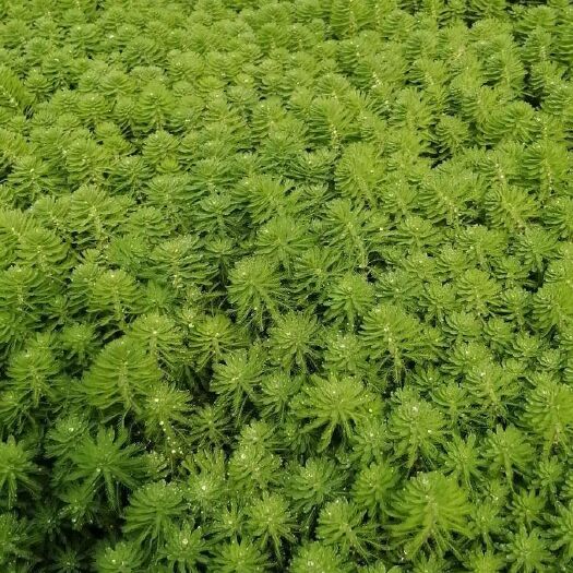 杭州紫叶狼尾草