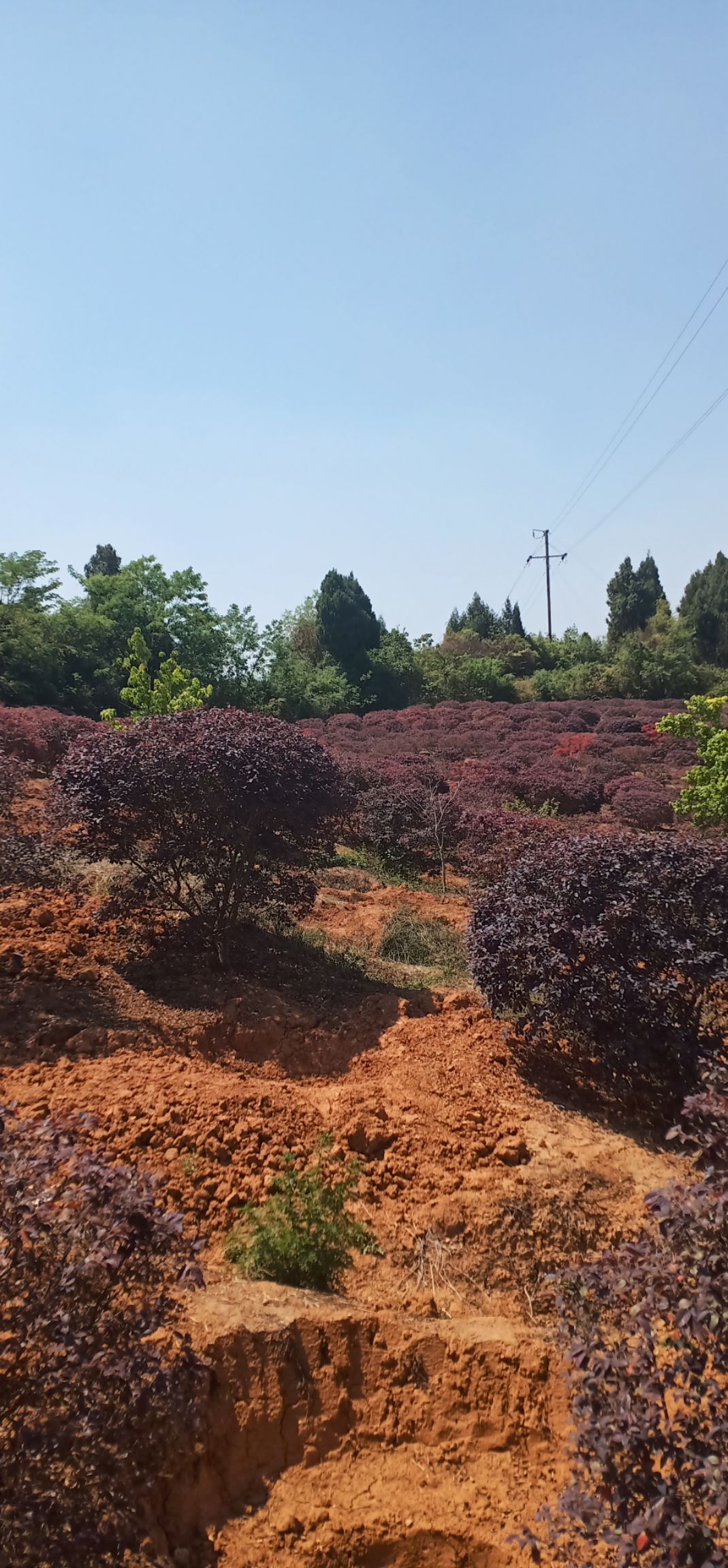  大量供应花石榴 价格美丽