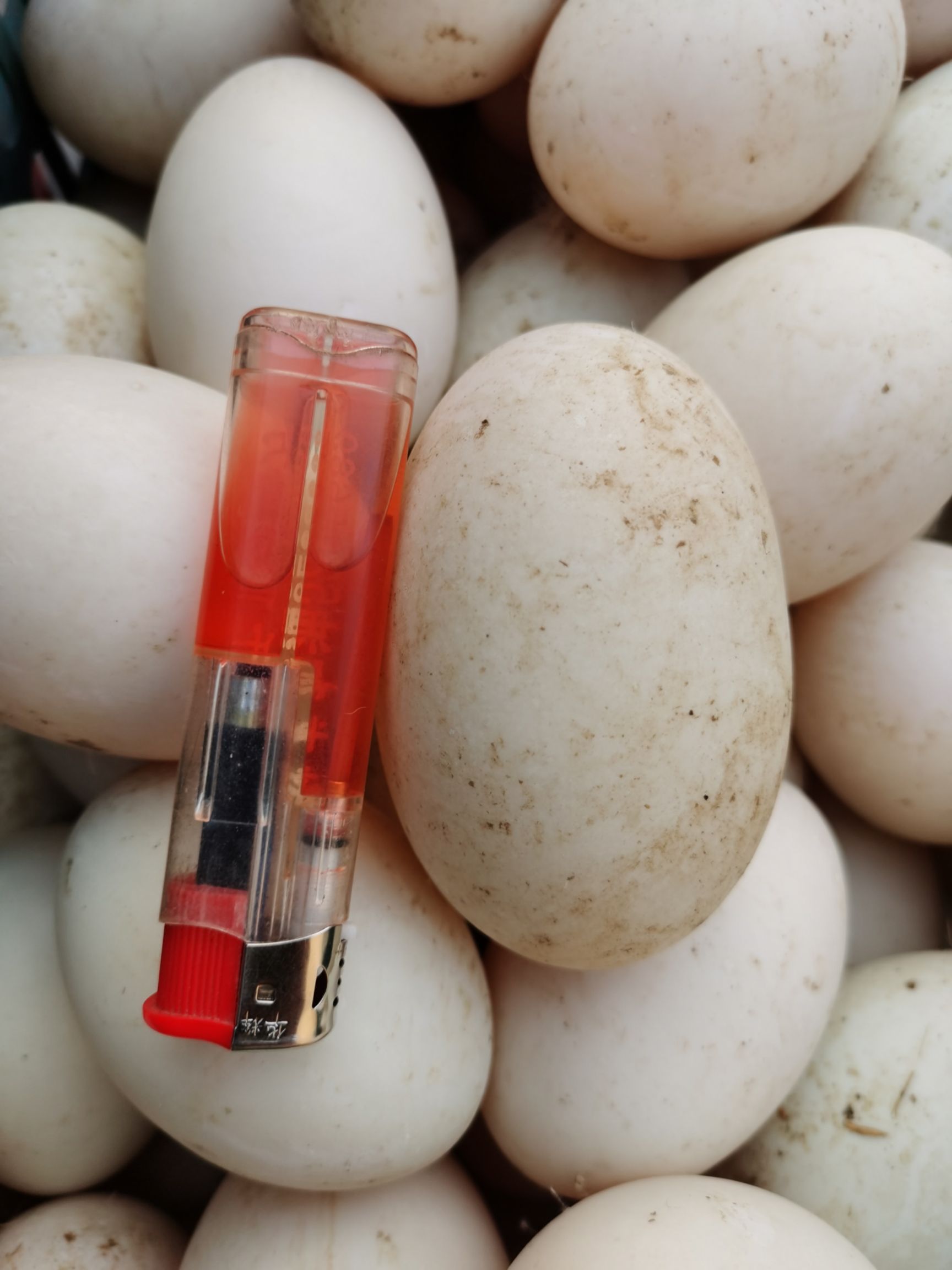 专业白皮鸭蛋，小蛋，双黄鸭蛋