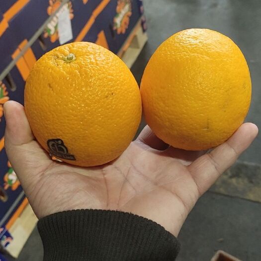 嘉兴塔罗科血橙 血橙 精品美橙