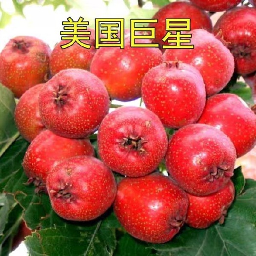 平邑县大绵球山楂树苗  山楂树苗 嫁接大棉球山楂苗 南北方庭院种植盆栽地栽种植当年
