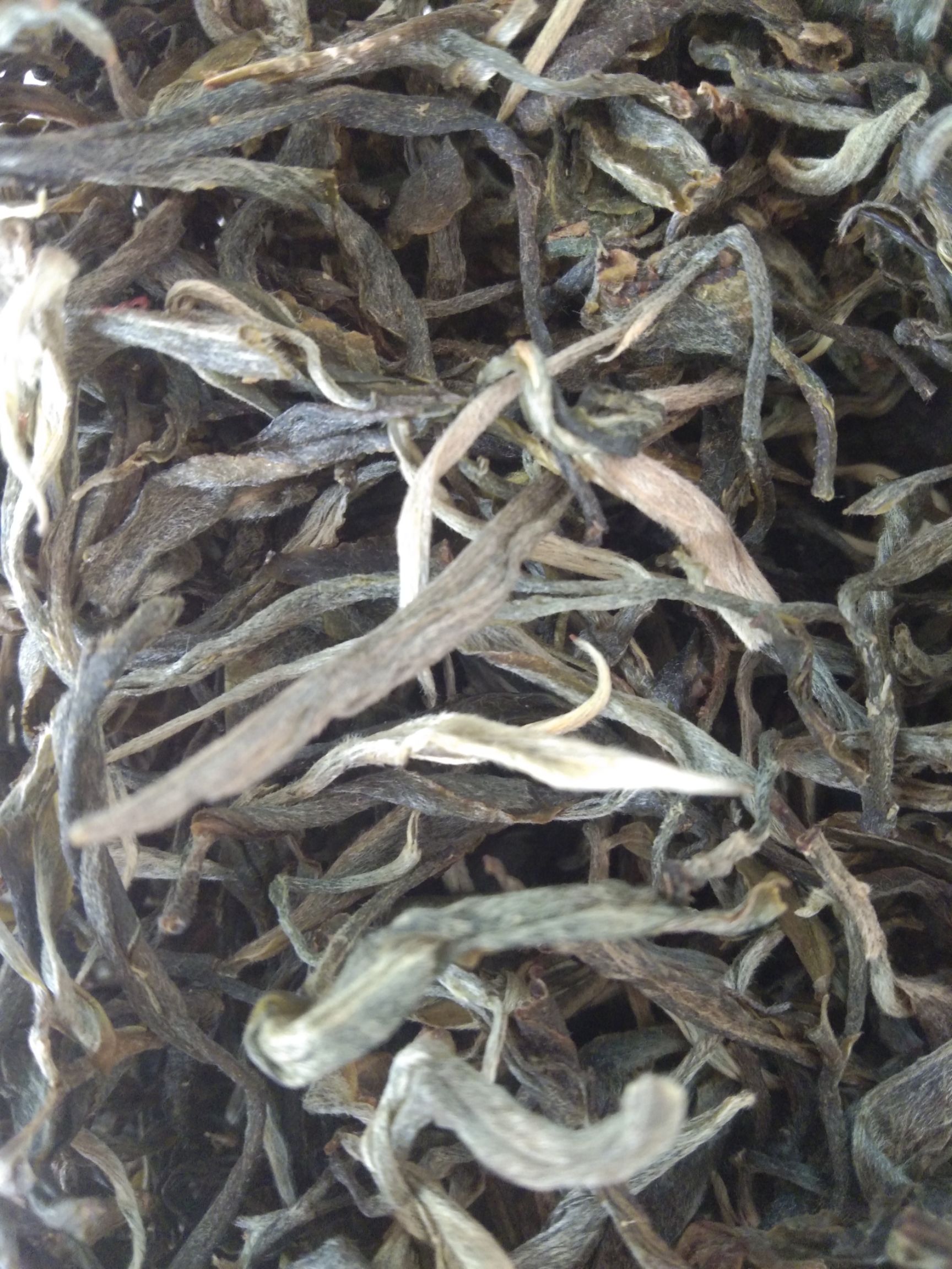 普洱生茶 恒温长期保存