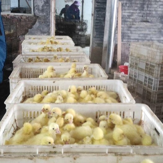 原阳县 大三花鹅苗