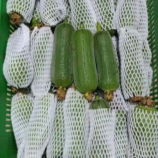 漳浦县  青皮肉丝瓜