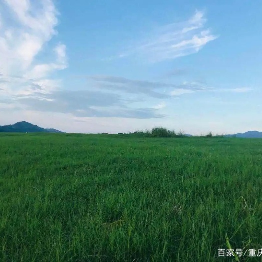 扎兰屯市牧草 出租草场