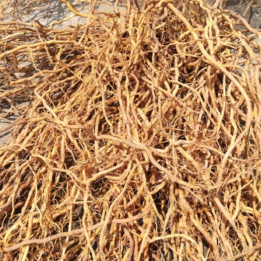 黎平县大伸筋草  牛尾巴，牛尾结，牛尾菜，大伸筋骨