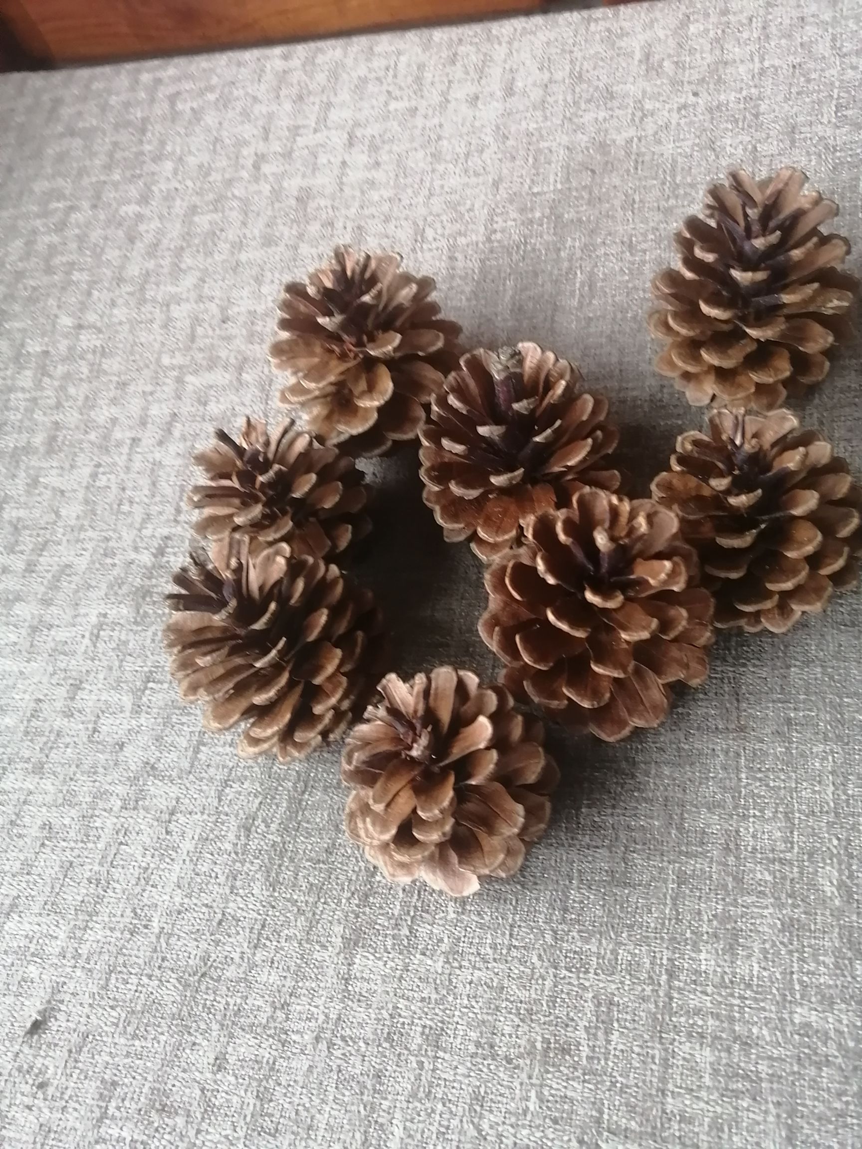 松果菊种子 大量出售贵州大山里天然松果，欢迎采购