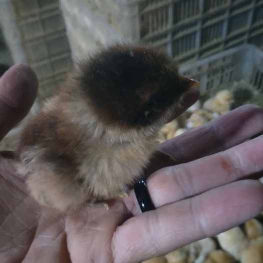 玉林 土鸡苗母