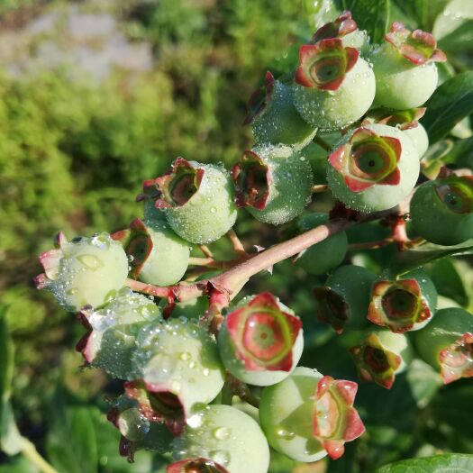  奥尼尔蓝莓鲜果现接受预订，5月底成熟